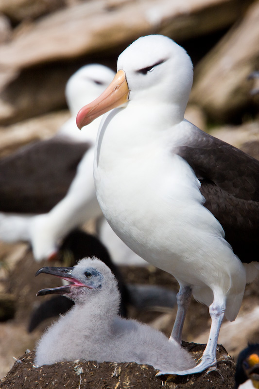 Black-Browed Albatross And Chick